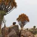Namibie kokerbomen Klipdas (7789)