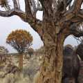 Namibie kokerbomen (7784)